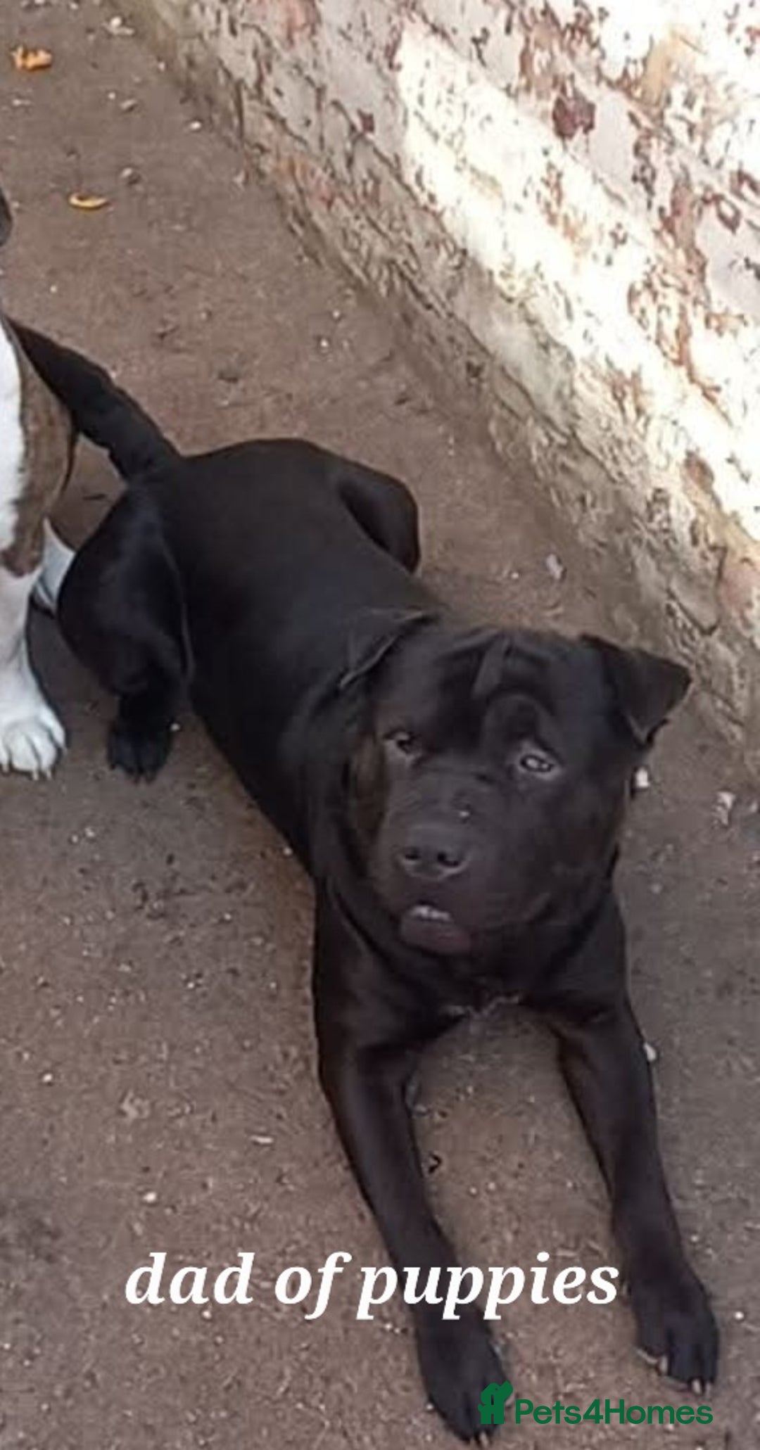 Mixed Breed dogs for sale: Staff x shar pei puppies  - Image 4