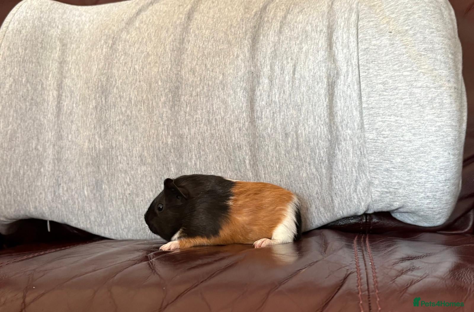 Guinea Pig rodents Male Guinea pigs - Advert 9