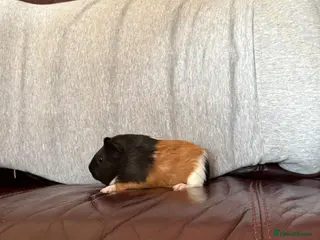Guinea Pig rodents Male Guinea pigs - Advert 1