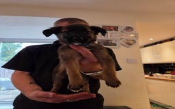 Mixed Breed dogs for sale: Gorgeous Bella  - Image 3