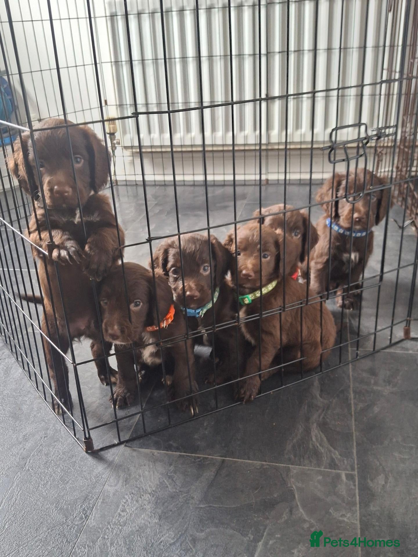 Cocker Spaniel dogs Cocker spaniel puppies ready now - Advert 15
