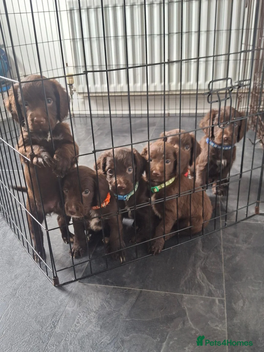 Cocker Spaniel dogs for sale: Cocker spaniel puppies ready now in Houghton le Spring - Advert 1