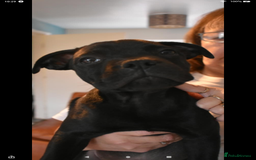 Staffordshire Bull Terrier dogs for sale: Of Staffordshire Bull terrier pups - Image 2