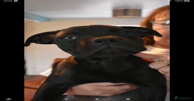 Staffordshire Bull Terrier dogs - Advert 1