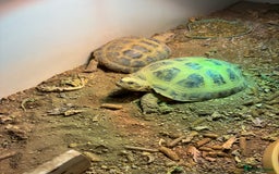 Tortoise reptiles for sale: 2 x Horsefield tortoise - Image 3