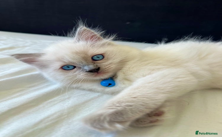 Ragdoll cats - Advert 3