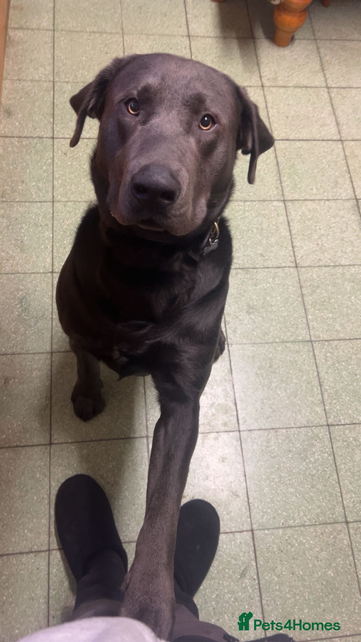 Labrador Retriever dogs 21 month old labrador  - Advert 1