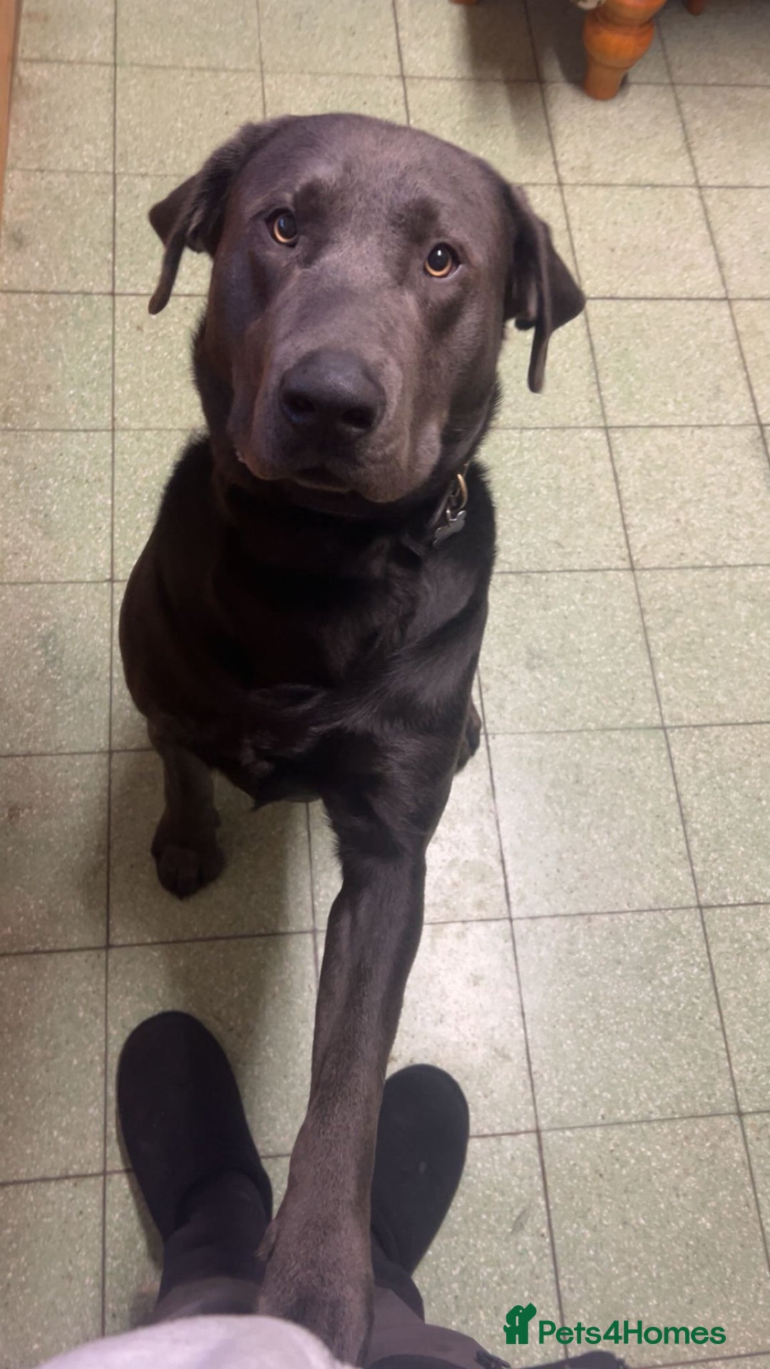 Labrador Retriever dogs for sale: 21 month old labrador  - Advert 1