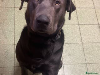 Labrador Retriever dogs 21 month old labrador - Advert 1