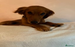 Mixed Breed dogs for sale: Rehome our 2 year old coco - Image 3