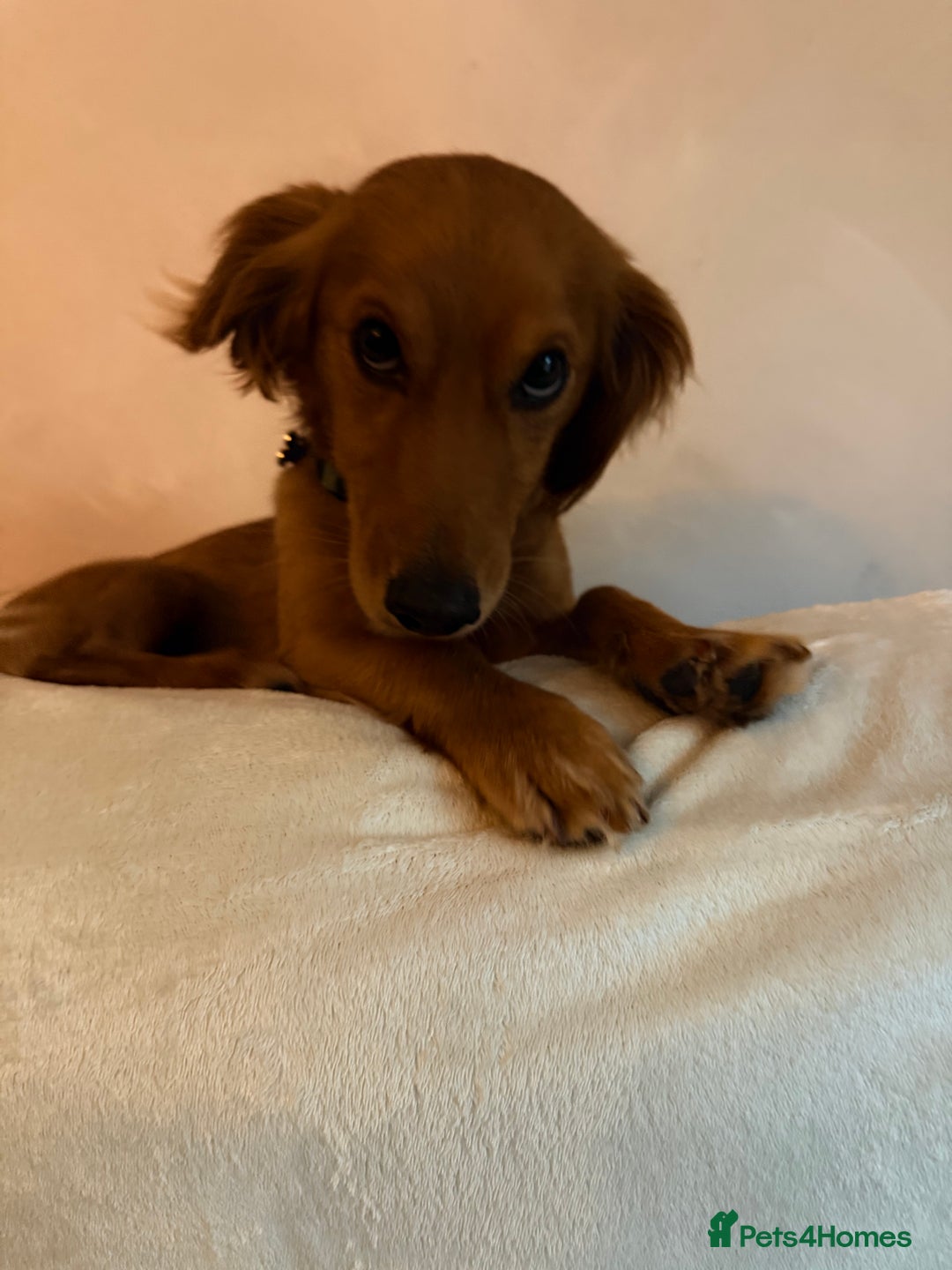 Mixed Breed dogs for sale: Rehome our 2 year old coco - Image 3