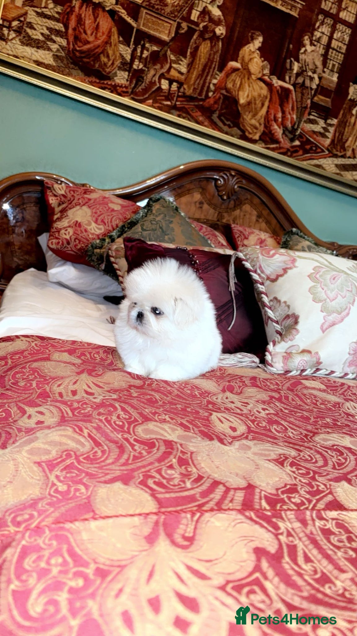 Pekingese dogs Stunning high quality Pekingese puppies  - Advert 2