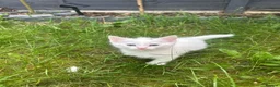 Turkish Angora cats for sale: 🐾 Two adorable kittens looking for a forever home in Hemel Hempstead - Advert 7