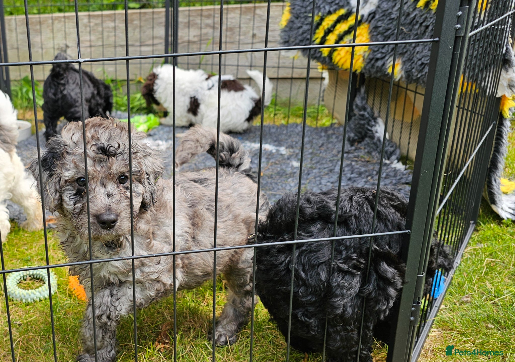 Cockapoo dogs F1b Cockapoos incl. Merle and Roans - Advert 11