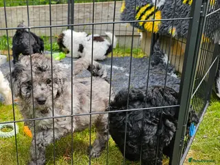 Cockapoo dogs Ready Now - Quality F1b Cockapoos - Advert 2