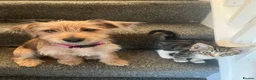 Mixed Breed cats for sale: Kittens need forever homes  in Halesowen - Advert 6