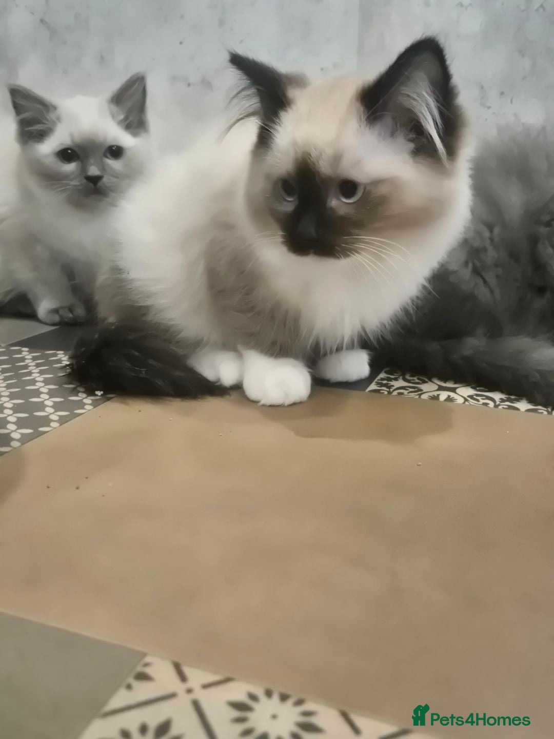Ragdoll cats for sale: 4 ragdolls ready to leave now  - Image 24