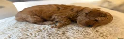 Cavapoo dogs for sale: F1BB Red Toy Cavapoos  in Sittingbourne - Advert 4