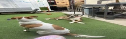 Mixed Breed dogs for sale: Moroccan female dog  - Advert 11
