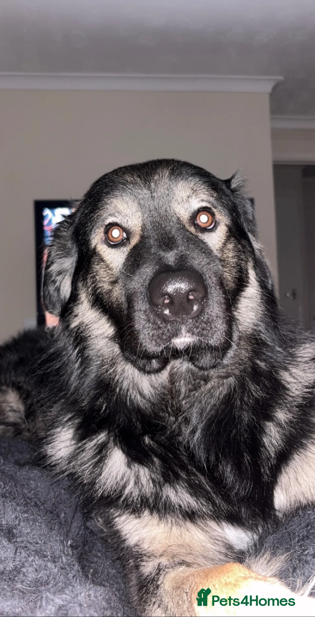 German Shepherd dogs for stud: Moose the German X Caucasian shepherd in Wokingham - Advert 2