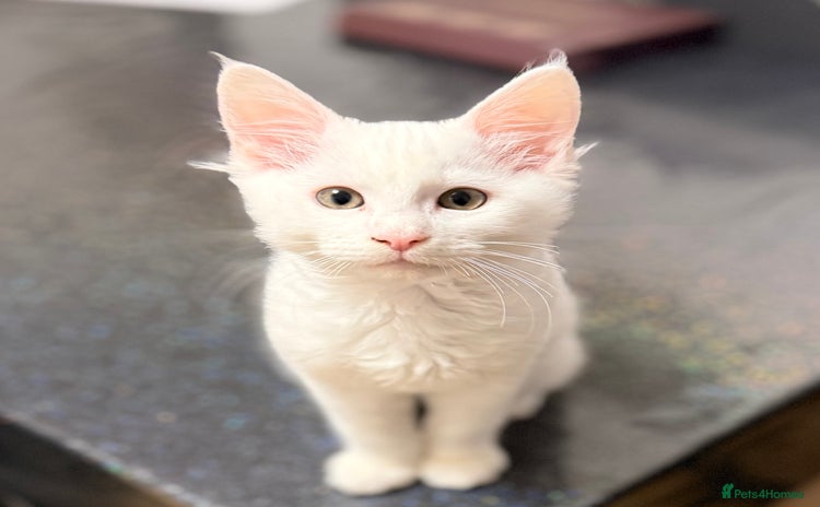 Maine Coon cats - Advert 4