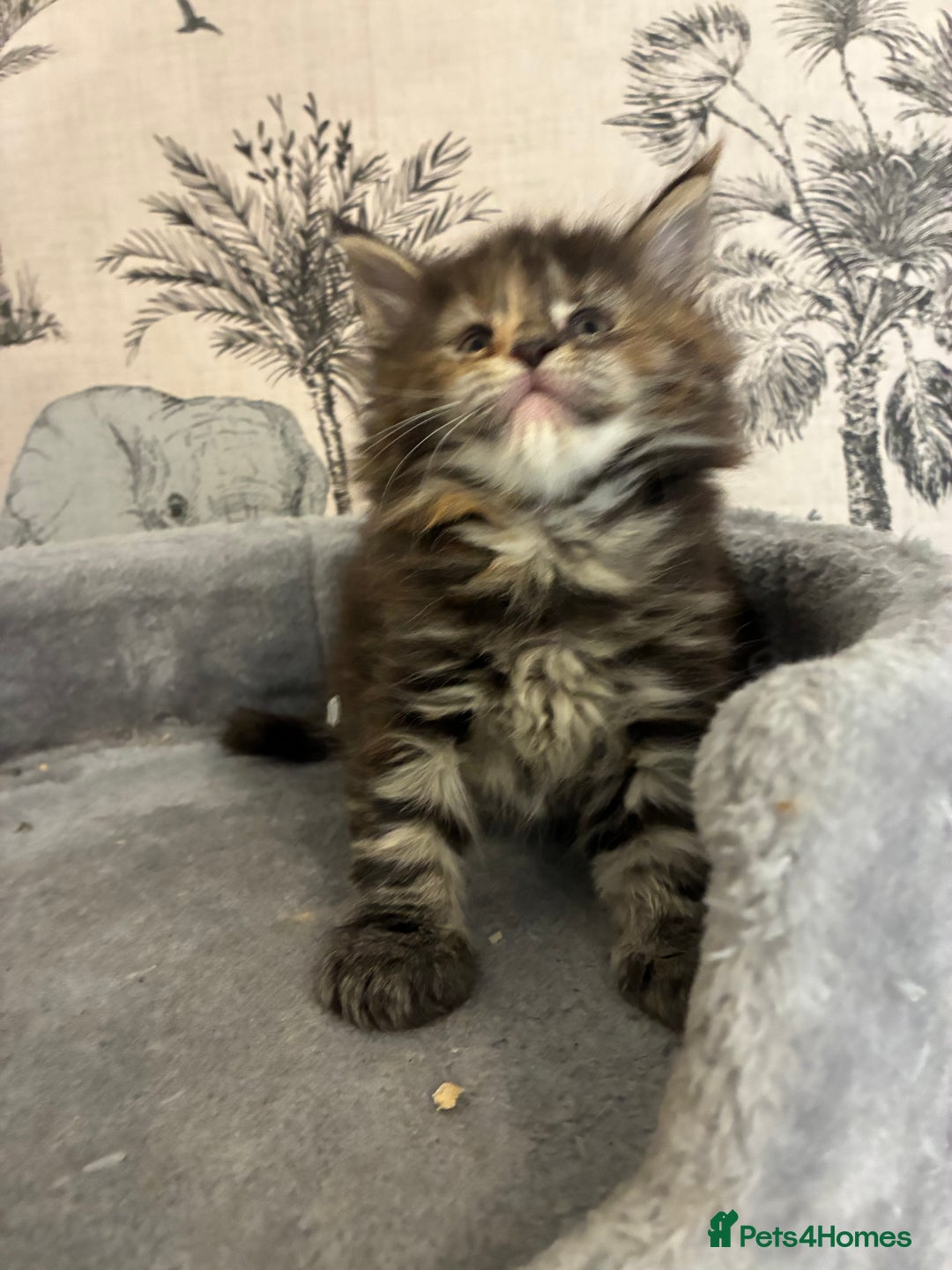 Maine Coon cats for sale: Maine Coon Kittens - Advert 12