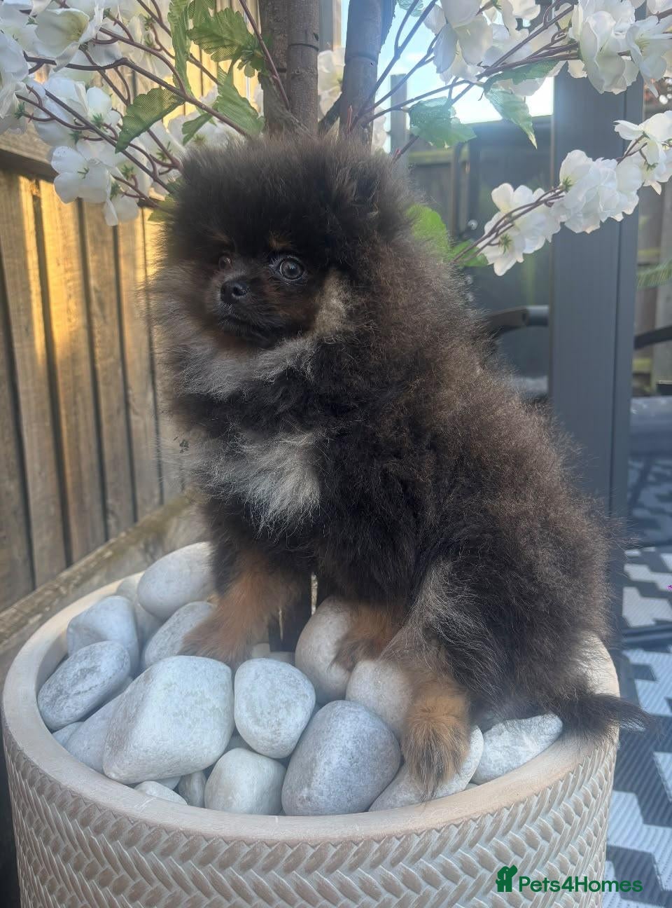 Pomeranian dogs for sale: Kc reg teddy pom  - Advert 2