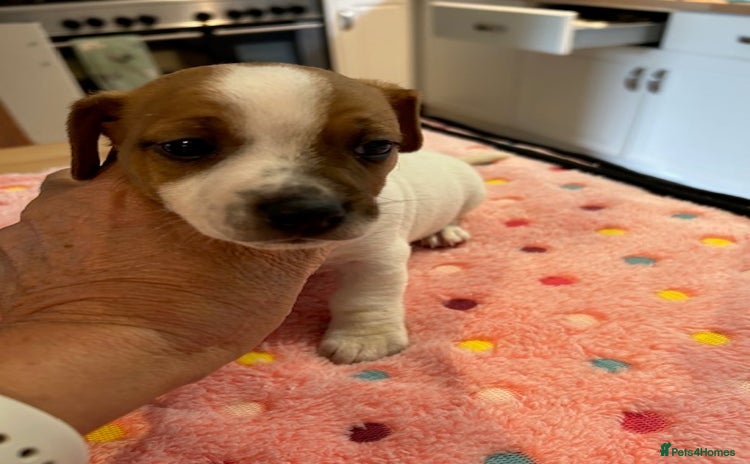 Jack Russell dogs - Advert 2