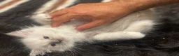 Ragdoll cats for sale: Ragdoll kittens GCCF - Advert 12