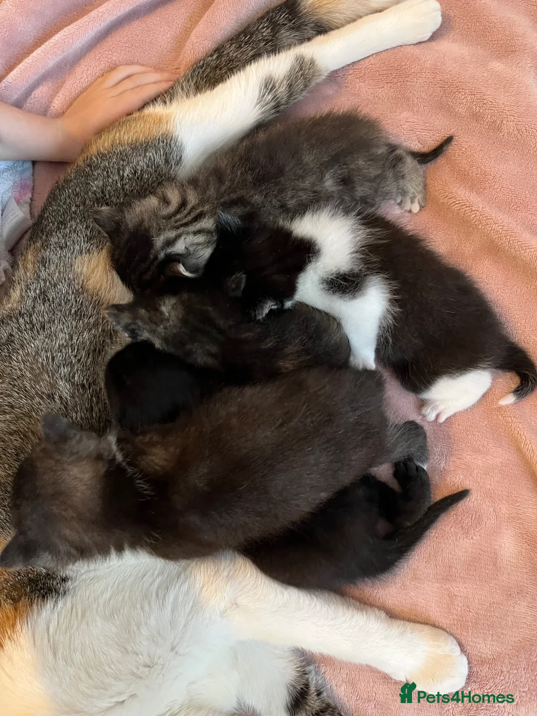 British Shorthair cats for sale: Beautiful litter of kittens  in Sittingbourne - Advert 9