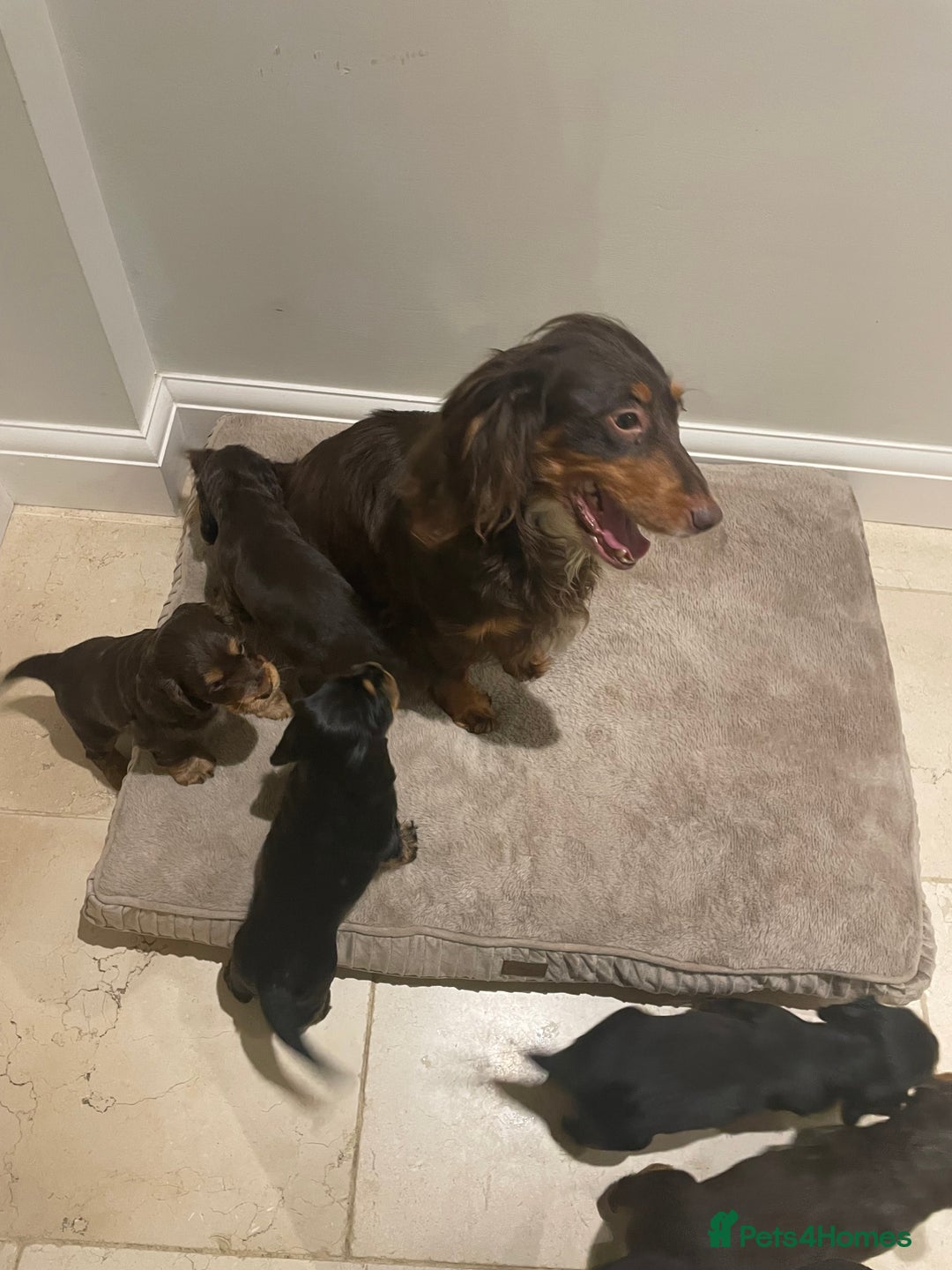 Cocker Spaniel dogs for sale: 6 gorgeous cocker spaniel puppies  - Image 8