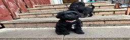 Jackapoo dogs for sale: 2 female Jackapoos - Advert 14