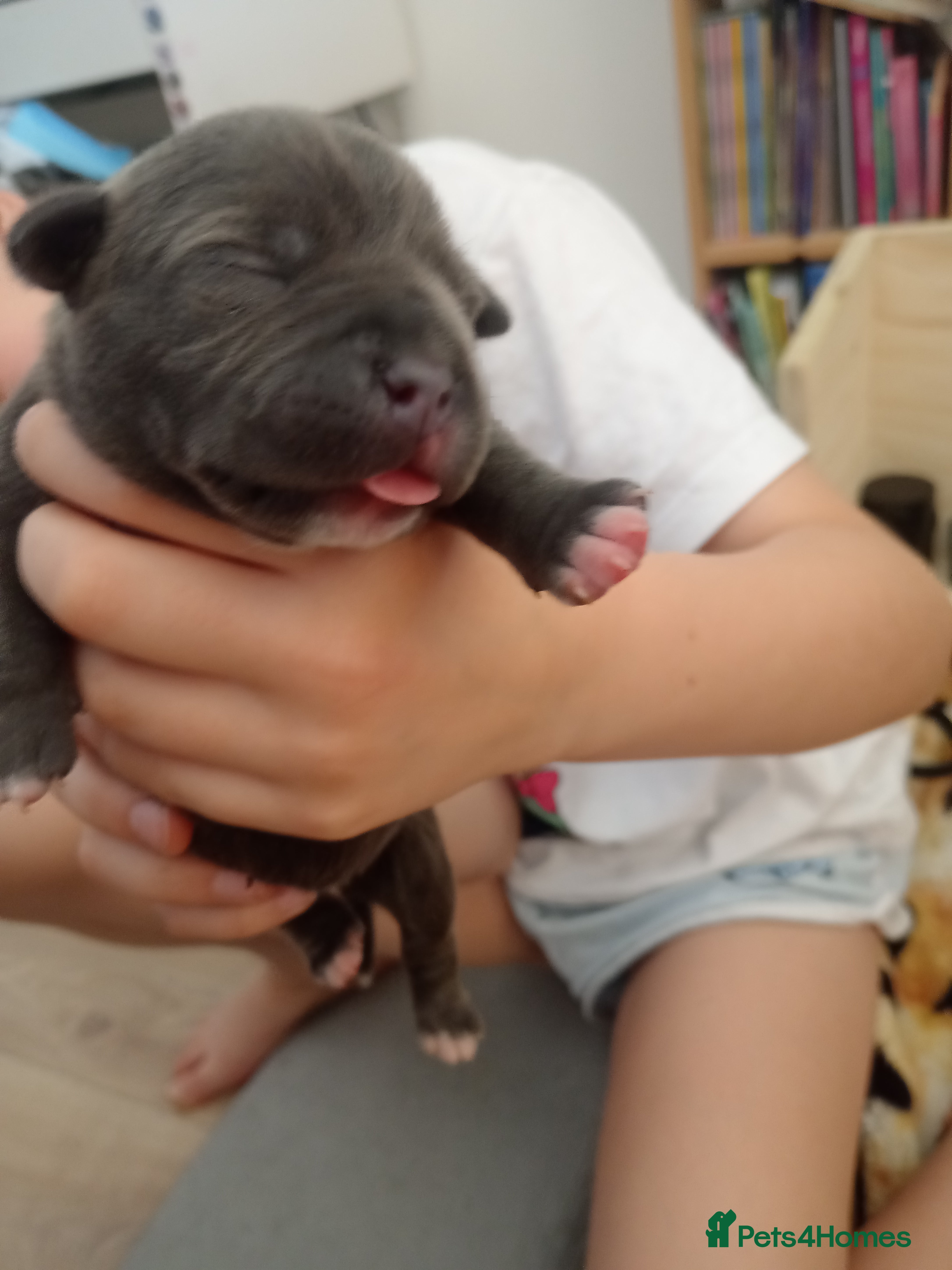 Staffordshire Bull Terrier dogs Champion Bloodline KC Registered - Advert 3