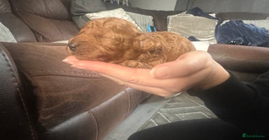 Toy Poodle dogs - Advert 4