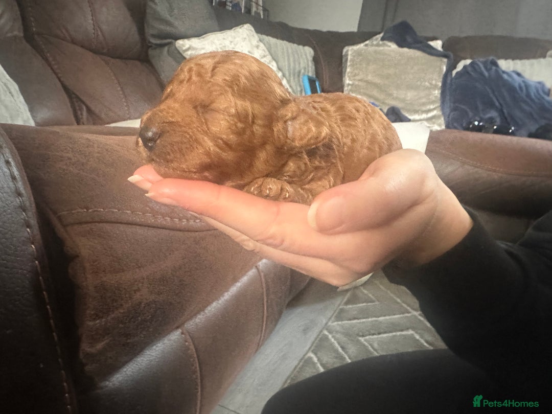 Toy Poodle dogs for sale: KC Registered Toy Poodle puppies - Image 2