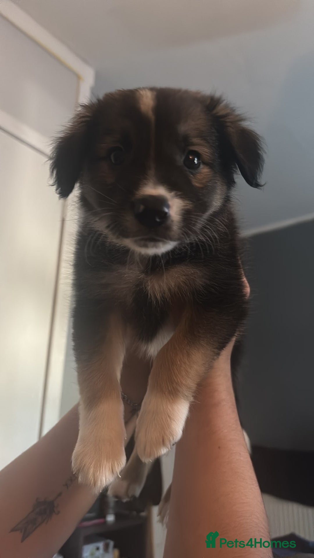 Border Collie dogs for sale: Collie puppy’s  - Image 1