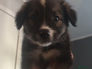 Border Collie dogs - Advert 3