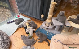 British Shorthair cats for sale: Beautiful British shorthair litter - Image 8