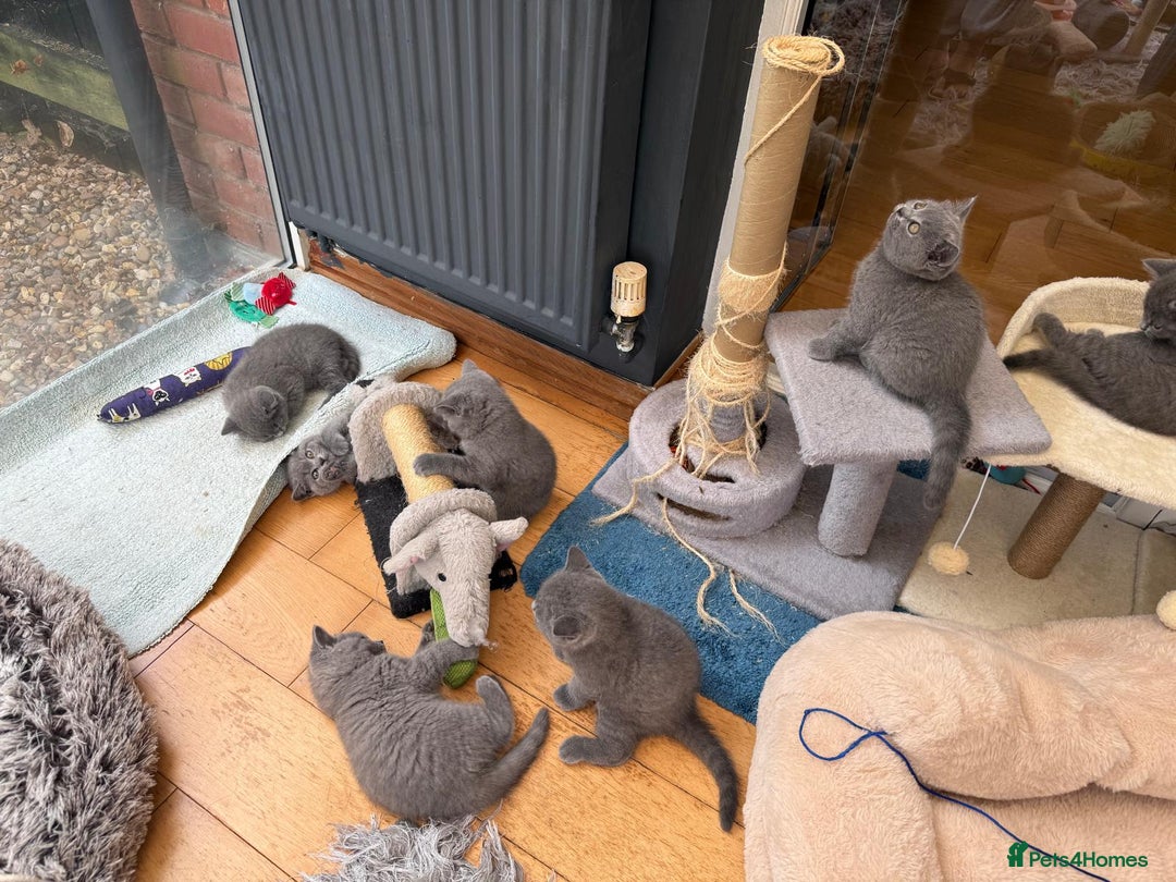 British Shorthair cats for sale: Beautiful British shorthair litter - Image 8