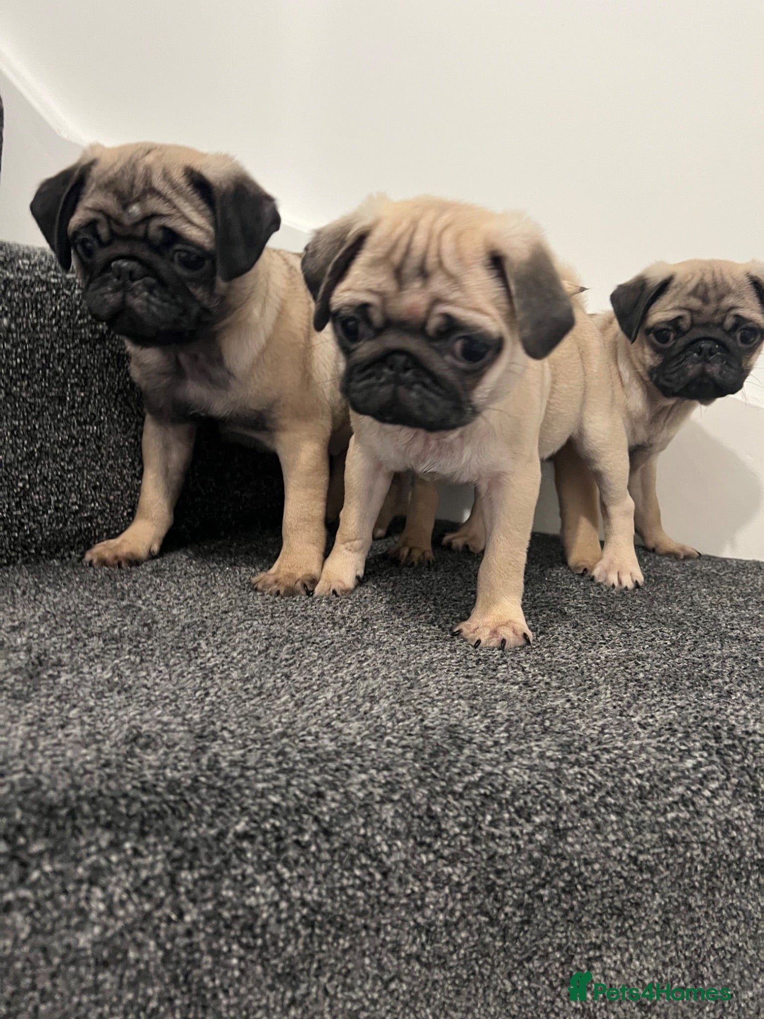 Pug dogs Pug puppies 🐶.  - Advert 1