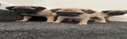 Pug dogs for sale: Pug puppies 🐶.  - Advert 1