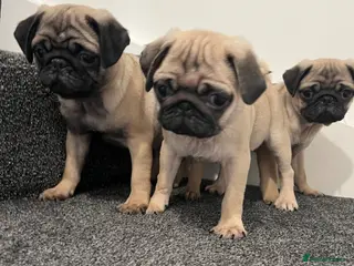 Pug dogs Pug puppies 🐶. - Advert 5