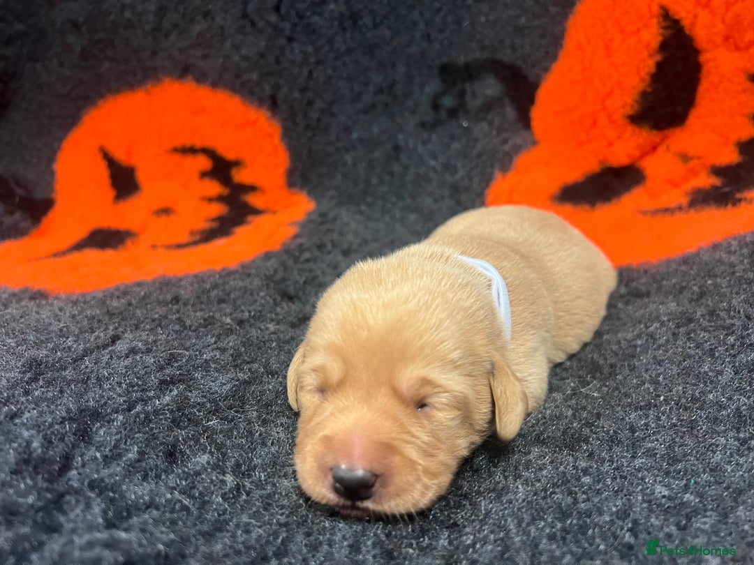 Labrador Retriever dogs for sale: 2 Labrador Retrievers girls left  - Advert 16