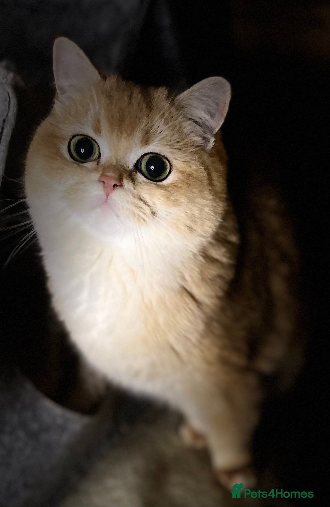 British Shorthair cats for sale: Champion lines for adoption  - Image 22