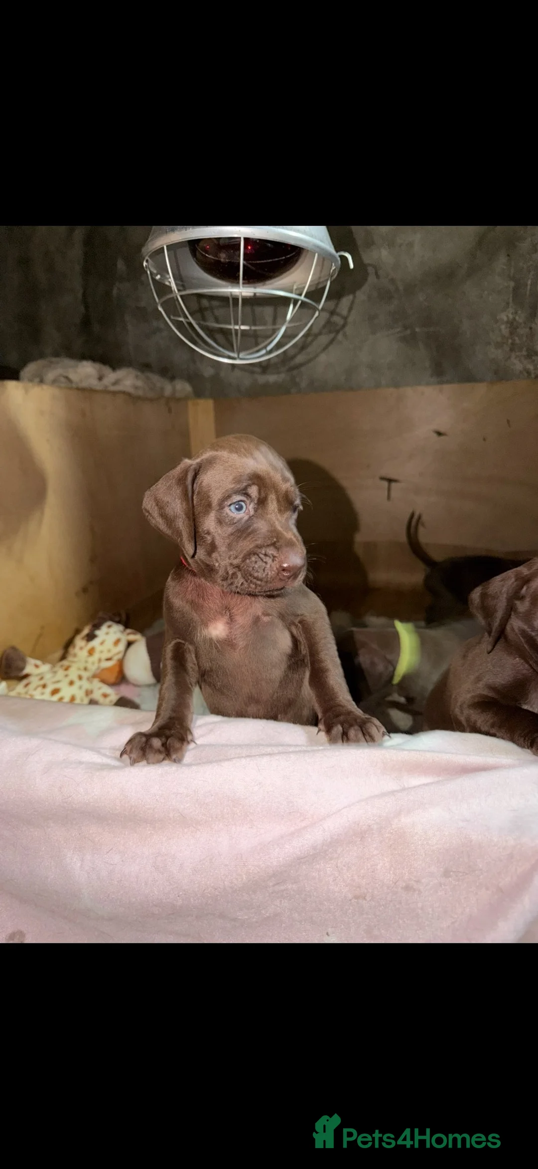 German Shorthaired Pointer dogs for sale: German shorthaired pointer pups - Advert 2