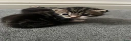 Domestic Shorthair cats for sale: 4 beautiful kittens looking for a forever home - Advert 7