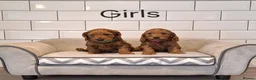 Cockapoo dogs for sale: F1 Cockapoo puppies in Pencader - Advert 3
