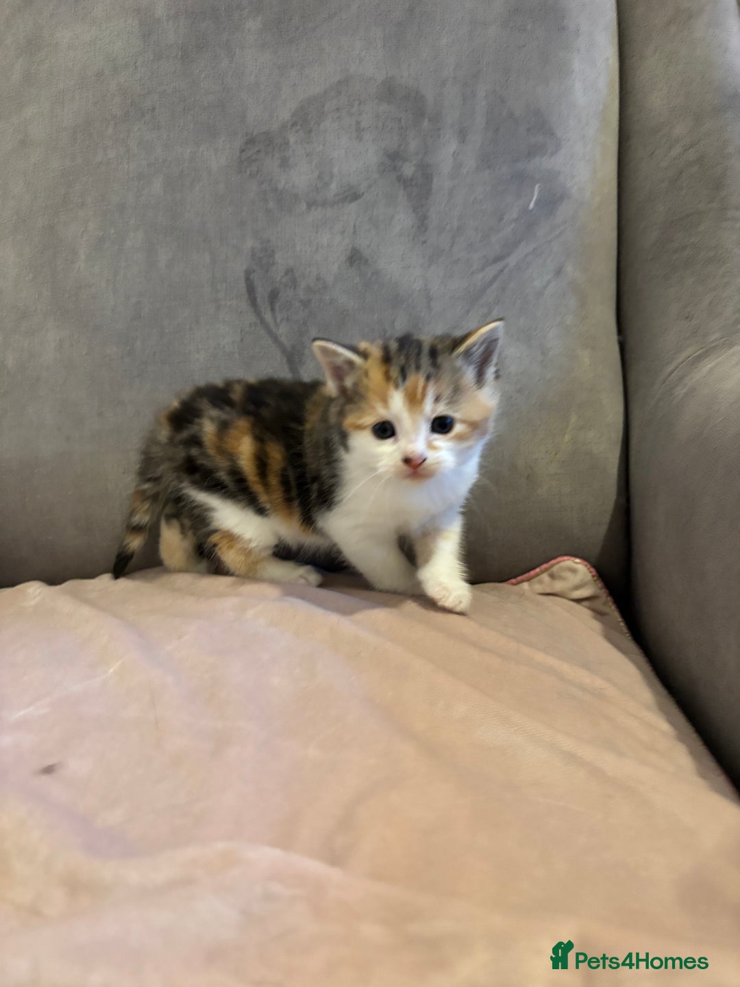 Mixed Breed cats for sale: Kittens stunning Mainecoon cross babies 🐈❤️ - Advert 9