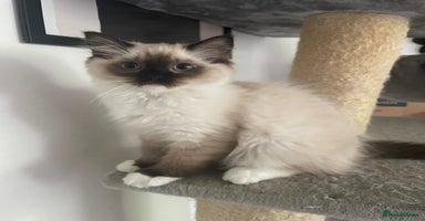 Ragdoll cats - Advert 16