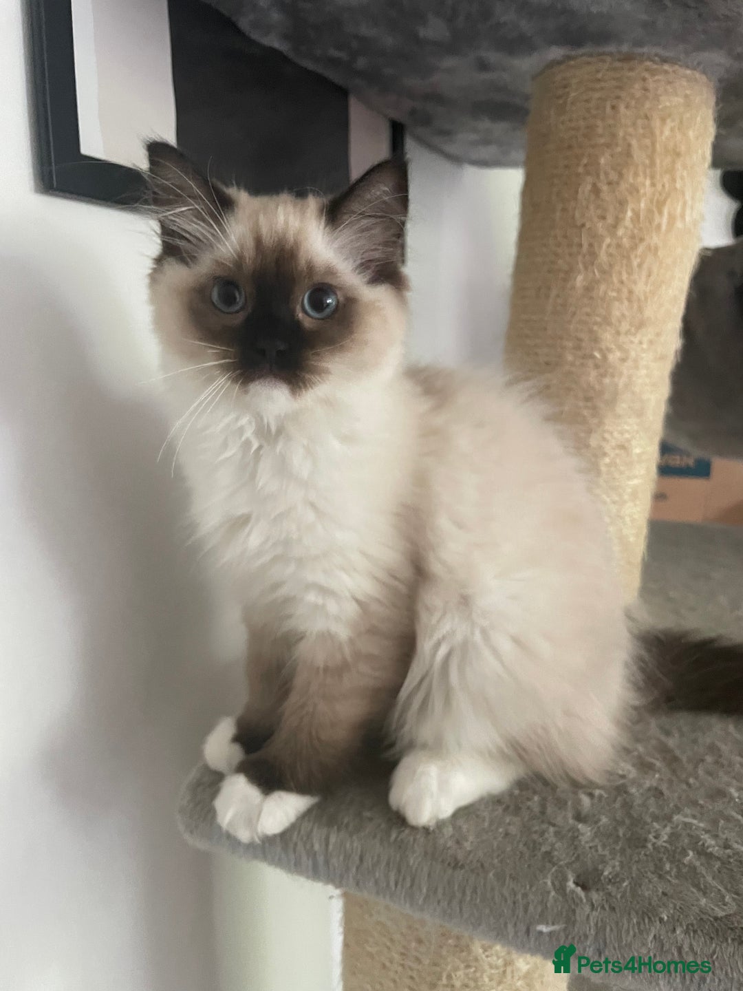 Ragdoll cats for sale: GCCF pedigreed ragdoll kittens READY TO LEAVE  - Image 2